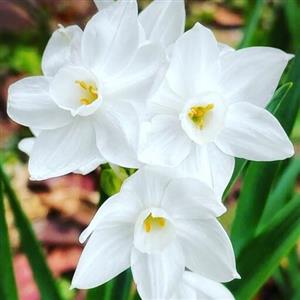 پیاز گل نرگس کریسمس(بسته 1 کیلویی)