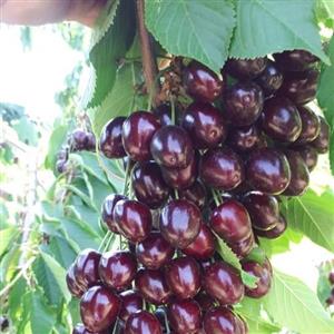 نهال گیلاس خوشه