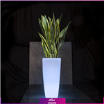گلدان دکوراتیو نورانی ’16 رنگ’ همراه با سانسوریا ابلق (170 – 190 سانتی)