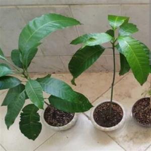 نهال انبه پیوندی یکساله (ارسال فقط باربری)