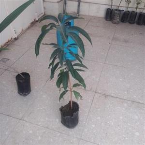 نهال انبه پیوندی دو ساله و نیمه(ارسال فقط با اتوبوس امکان پذیر است)