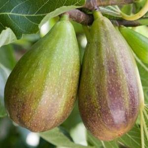 نهال انجیر گلابی درشت یک ساله