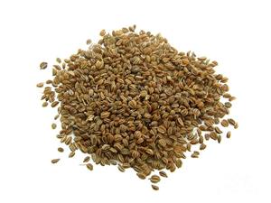 دانه یا تخم (بذر) کرفس