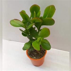 گیاه یشم گلدان سایز 6