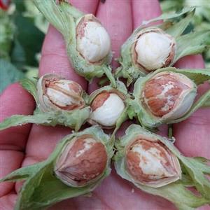 فندق دوپوست نوبرانه اشکورات یک کیلویی