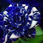 بذر گل رز-اژدهای آبی 5عددی