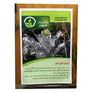 بذر گل ابری نقره ای پاکان بذر مدل PBGOL-85 