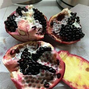 نهال انار دانه سیاه نایاب یک ساله