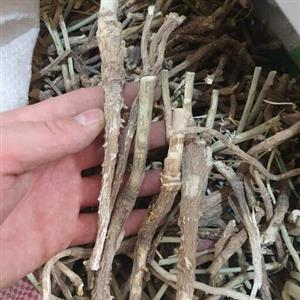 ریشه کاسنی 100 گرم مناسب دیابت کاهش وزن