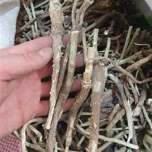 ریشه کاسنی 100 گرم