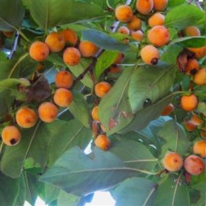 نهال خرمالو جنگلی