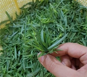 ترخون خشک سبز اعلا خانگی  یک کیلویی درجه 1 تلخون