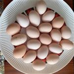 تخم مرغ محلی ارگانیک بسته 5 عددی (سروستان)