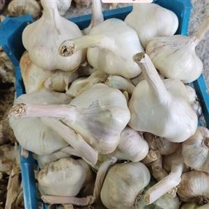 سیر تند همدان درجه یک