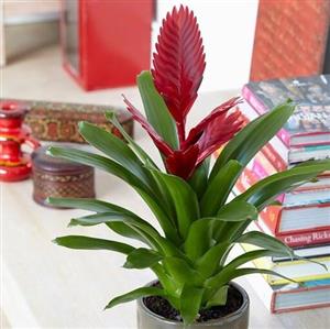 کود تقویتی مخصوص گل وریزیا ظرافت