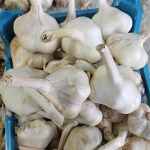 سیر تند خشک همدان سولان درجه یک 