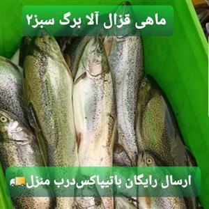 ماهی قزل آلا شمال