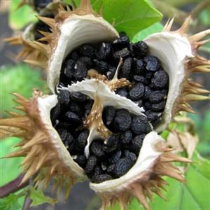 تاتوره 200 گرم ارسال رایگان .کاهش درد عادت ماهانه .تسکین آسم 