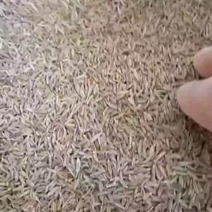 زیره سبز محلی کیلویی 400خوش عطر طعم