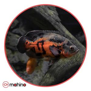 ماهی اسکار تایگر