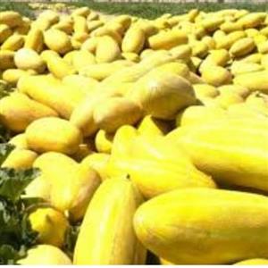 بذر  خربزه مشهدی بسته (25 عددی).