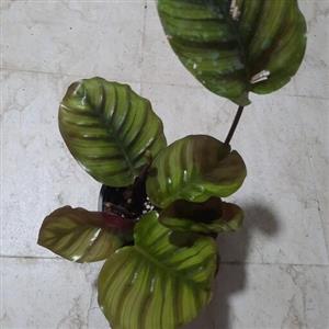 مارانتا فاشیاتا