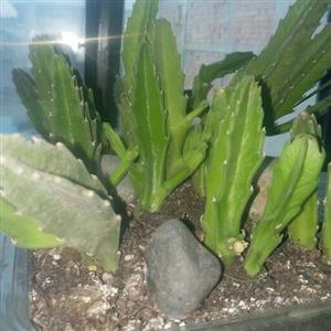 استاپلیا گیگانتا کاکتوس شاخ گوزنی نامتقارن و خاص گلدان 6