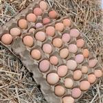 تخم مرغ محلی گلپایگان (نطفه دار بدون لکه خون)