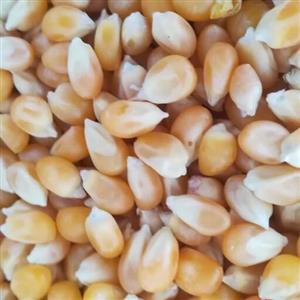 ذرت (1کیلوگرم)