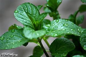 Tirooj Concentrated Mint Water _ عرق نعناع