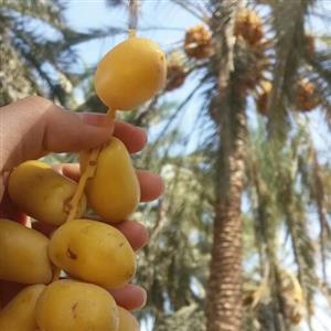 خرما  خارَک تازه نوبر 1402  بسته 5کیلویی ترد ، شیرین و خوشمزه