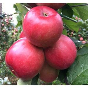 نهال سیب پایه مالینگ کیفیت درجه یک بارده چند ساله
