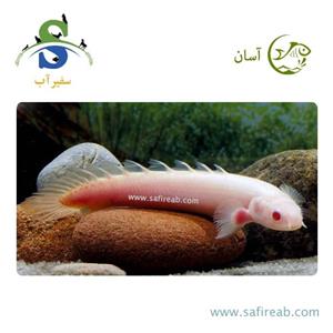 ماهی پولی آلبینو چشم قرمز