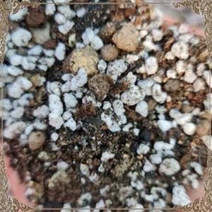 خاک مخصوص زاموفیلیا 5 لیتری