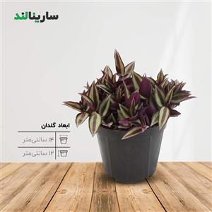 گل برگ بیدی یا چشم آهویی یا زبرینا