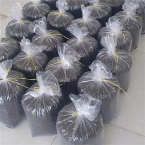 چای قلم برداشت اردیبهشت بهار 1402 چین اول محصول املش گیلان