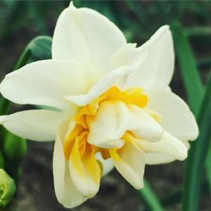 پیاز گل نرگس دابل رومن(پرپر)پک 5عددی