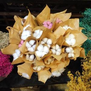 گل پنبه شاخه ای با کیفیت عالی دسته 5 شاخه ای ارتفاع هر شاخه 20 سانت