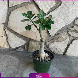 گل آدنیوم گلدان 8 کیفیت عالی