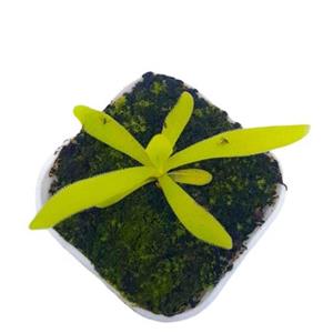 گیاه طبیعی پینگویکولا حشره خوار نژاد افرودیت(سایز کوچک. گلدان6)
