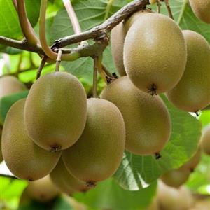 کود تقویتی مخصوص درخت کیوی ظرافت