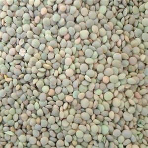 عدس  امسالی