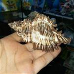 صدف دریایی ( مورکس قهوه ای)