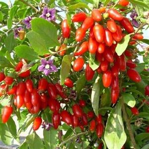 کود تقویتی مخصوص گوجی بری ظرافت