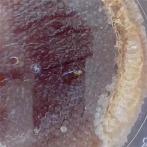 عسل خود بافت طبیعی بهاره  زنبورستان گل یخ با کمترین ساکاروز  وبهداشتی و بدون دخالت زنبورداران در امورات زنبورها