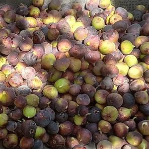 مربای انجیر  باغ آسید جواد (نیم کیلویی)