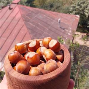 فندق خام اشکورات 1000 گرمی تازه برداشت شده