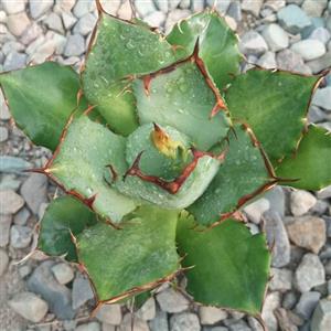 گل آگاو تیتا