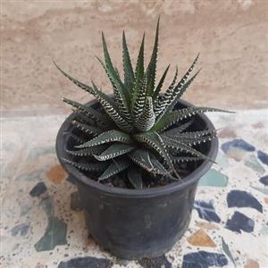 گل هاوارتیا گورخری