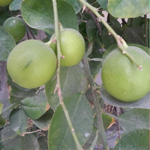 لیمو ترش تازه محلی ارگانیک باغات صفای استان هرمزگان 
